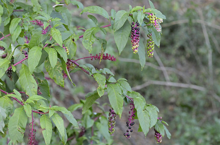 Phytolacca americana / Fitolacca, Cremesina, Uva-turca
